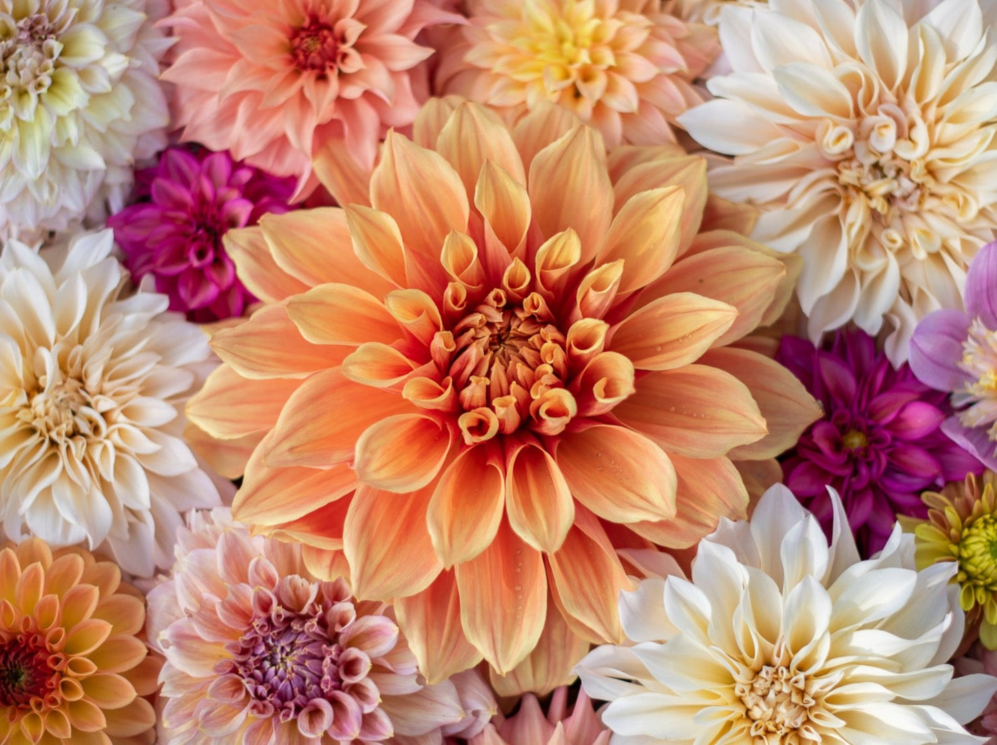 Gwyngana Dahlias