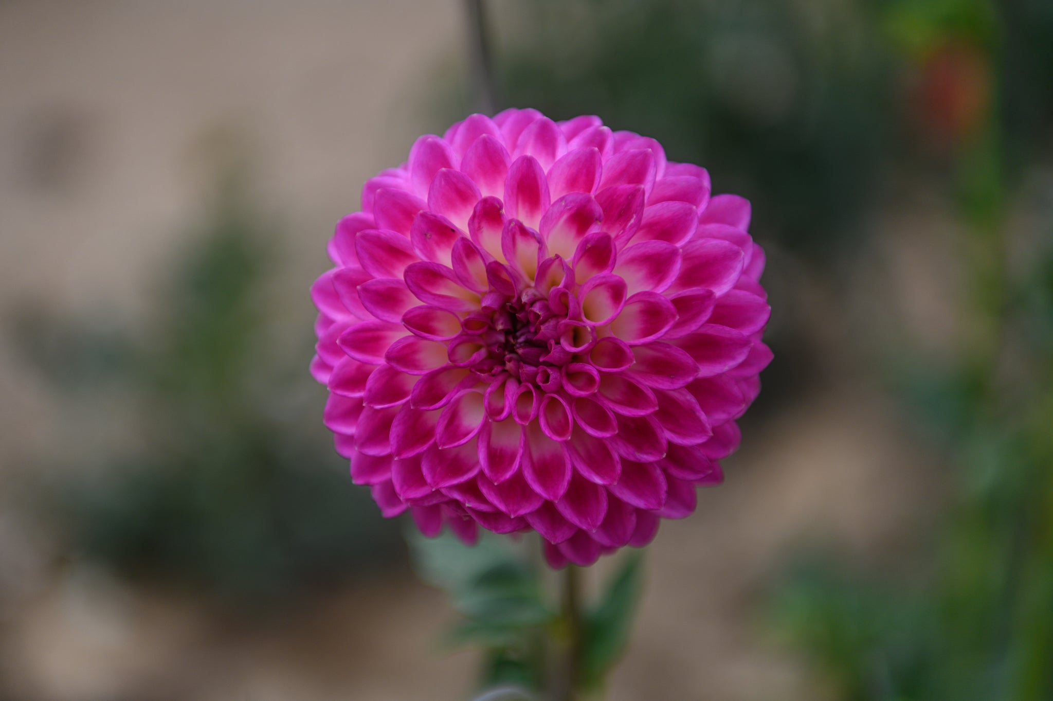 formby-stacey-gwyngana-dahlias