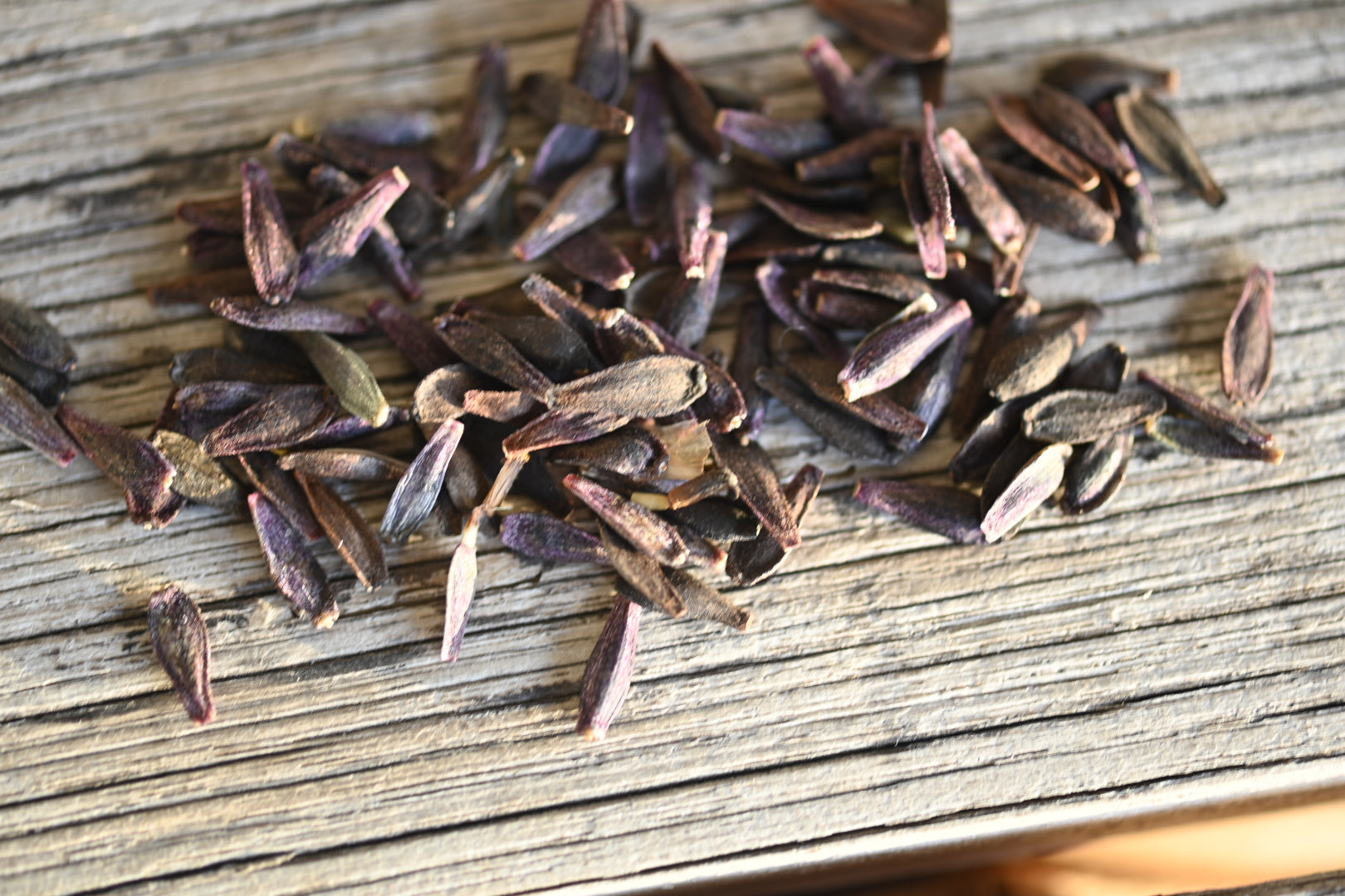 Gwyngana Dahlias Seeds
