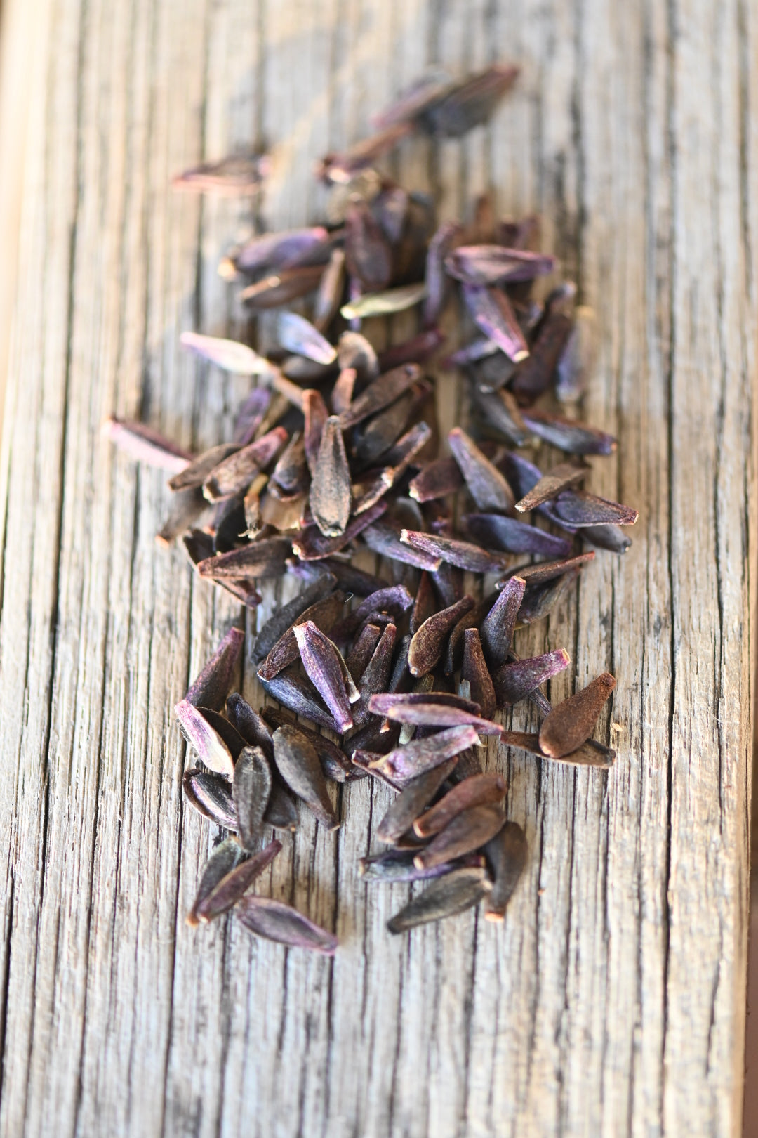 Gwyngana Dahlia Seeds