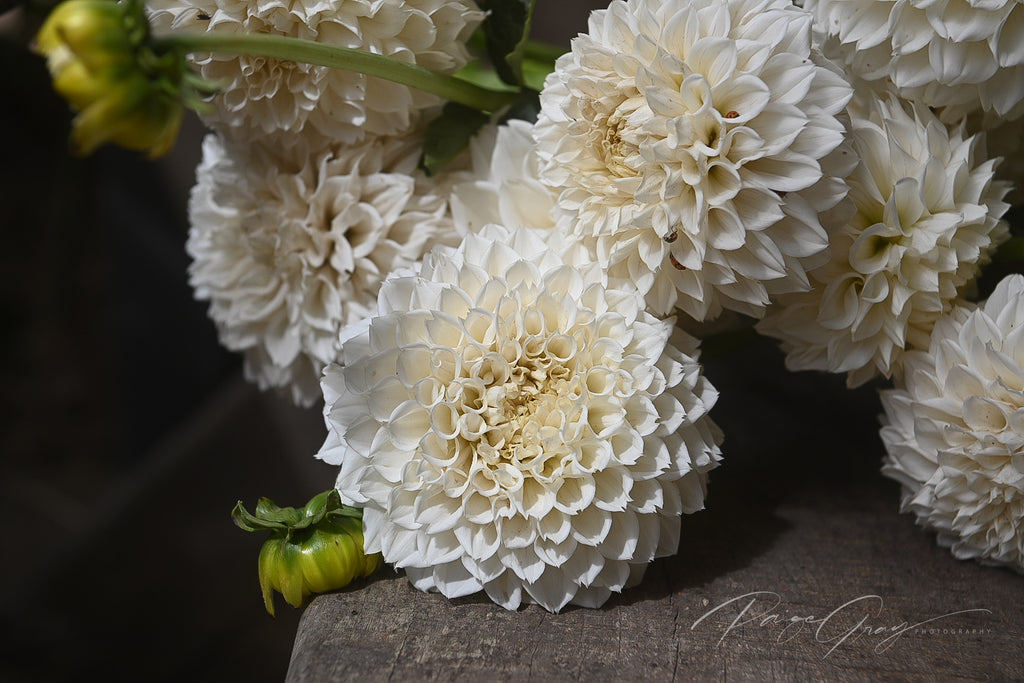 Gwyngana Dahlias