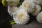 Gwyngana Dahlias