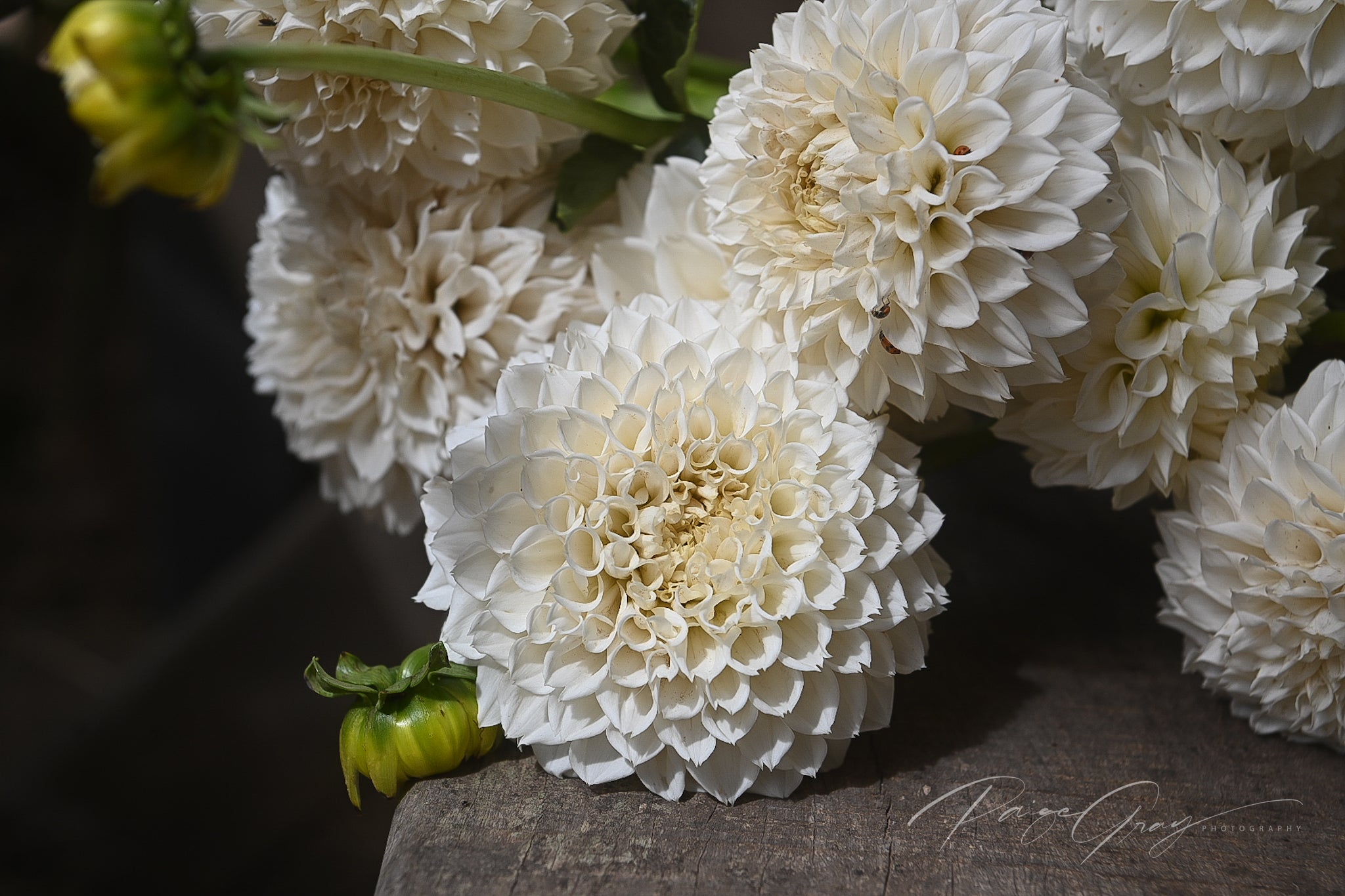 Gwyngana Dahlias