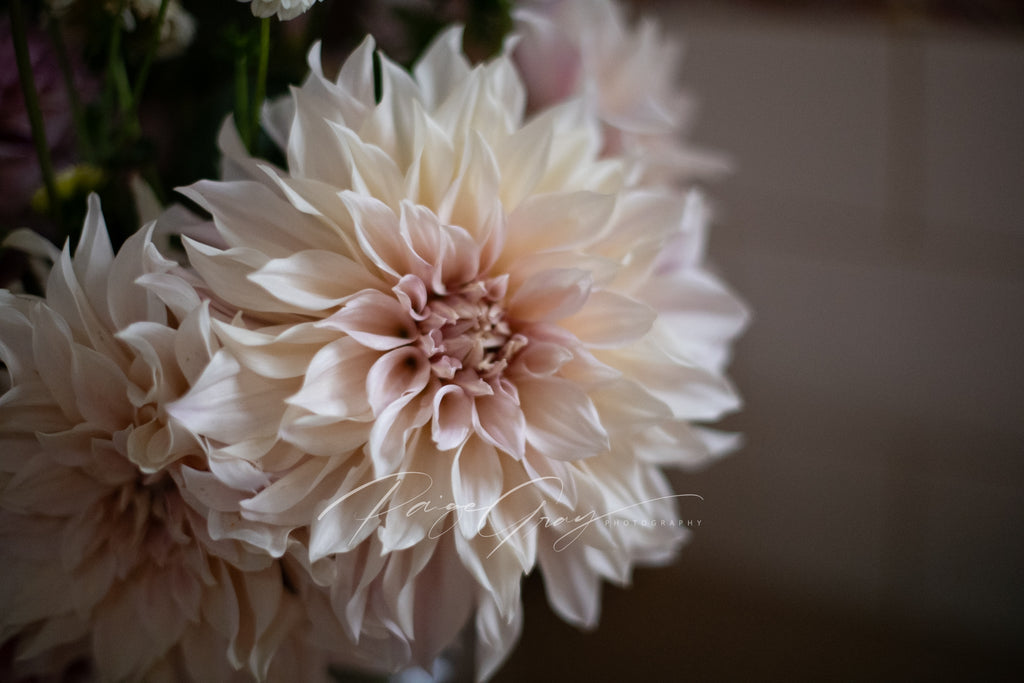 Gwyngana Dahlias