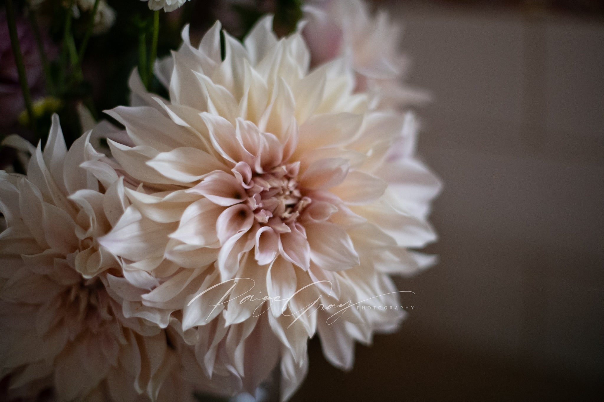 Gwyngana Dahlias