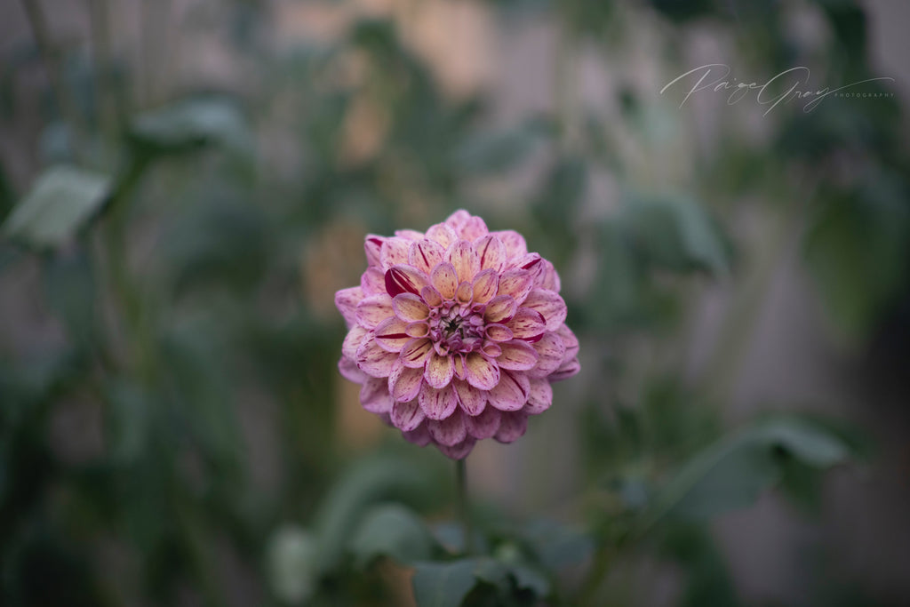Gwyngana Dahlias