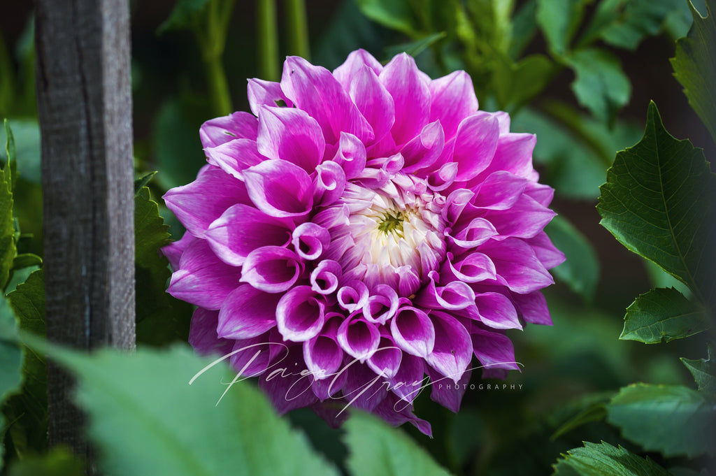 Gwyngana Dahlias