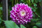 Gwyngana Dahlias
