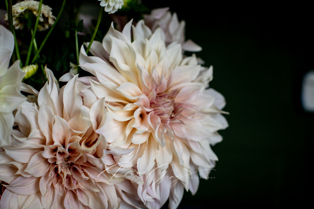 Gwyngana Dahlias