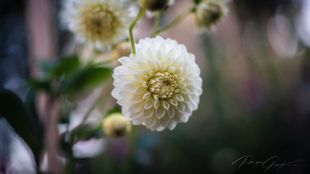Gwyngana Dahlias