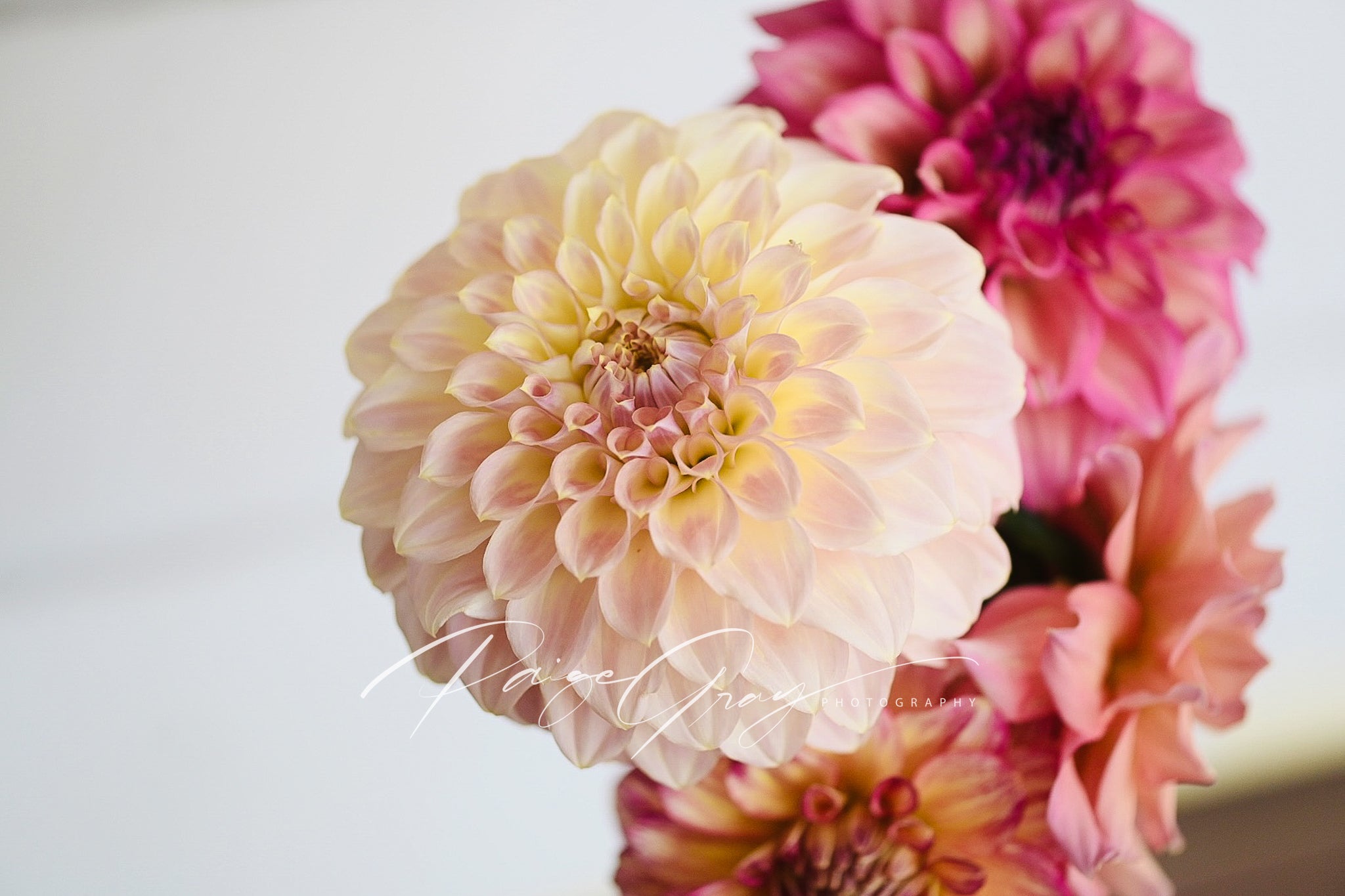 Gwyngana Dahlias