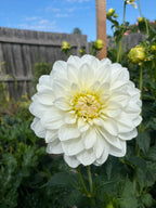 Gwyngana Dahlias