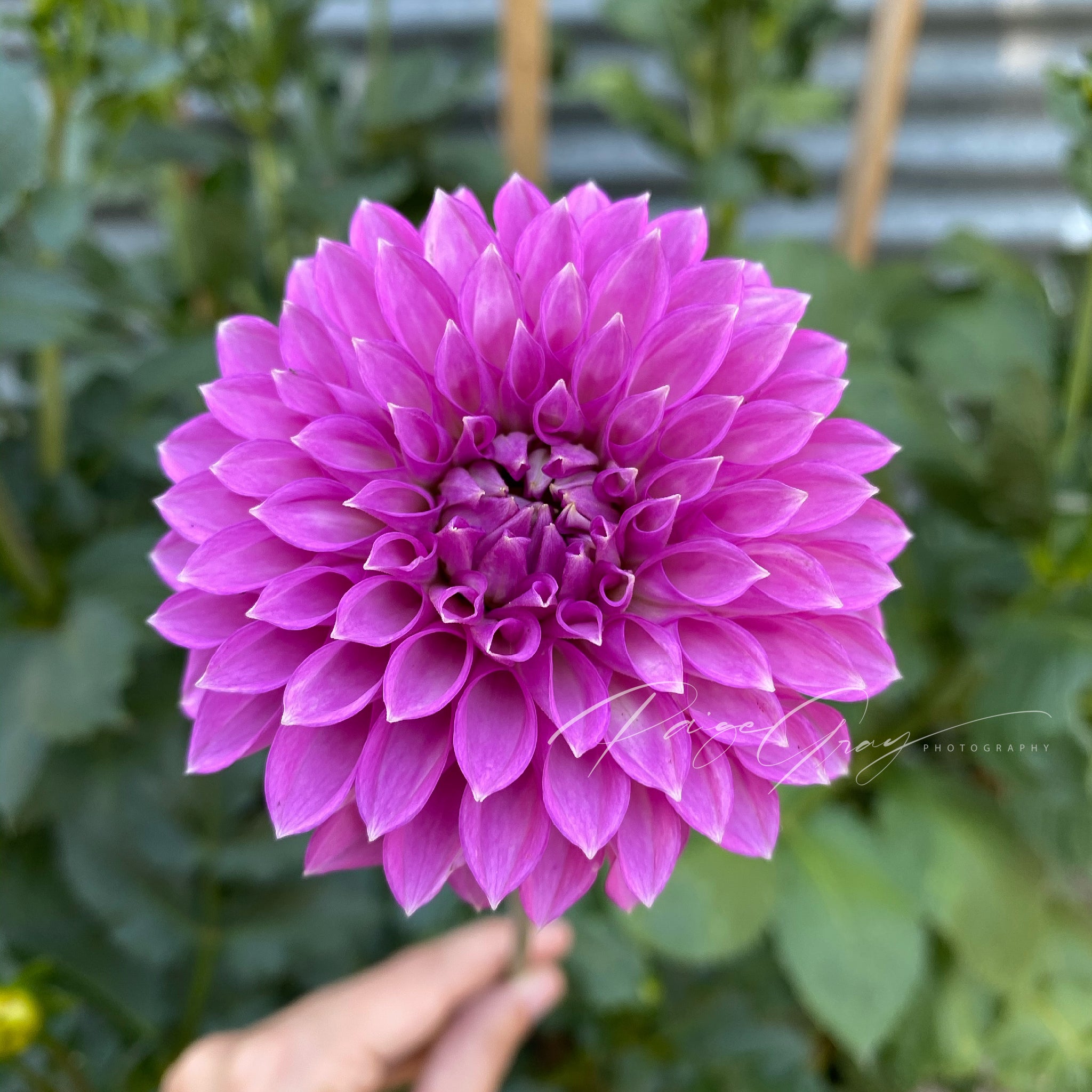 Gwyngana Dahlias