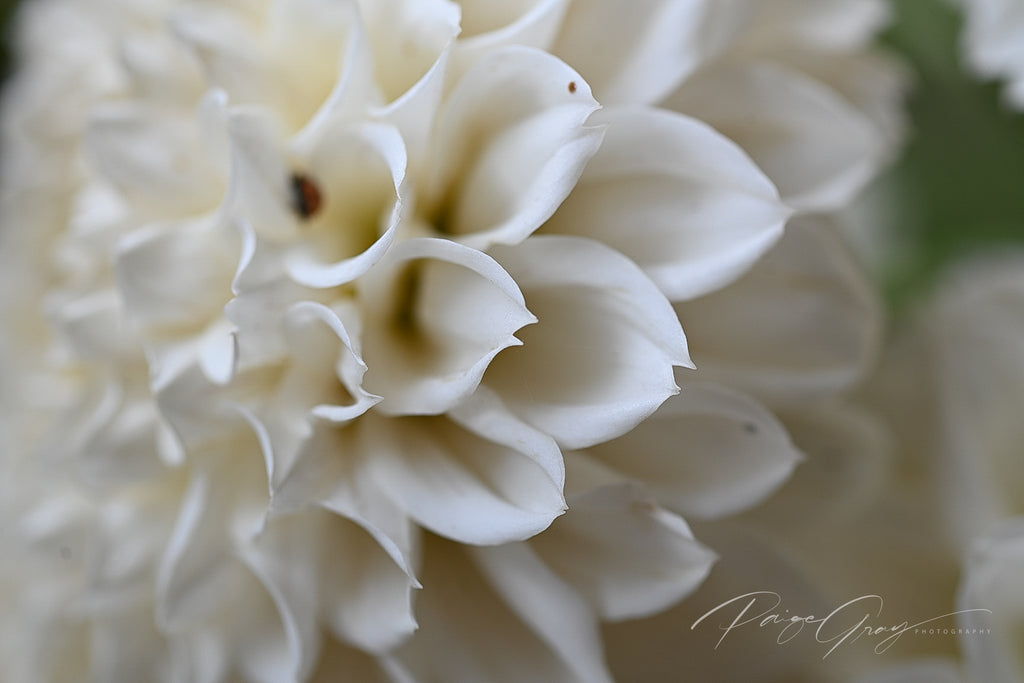 Gwyngana Dahlias