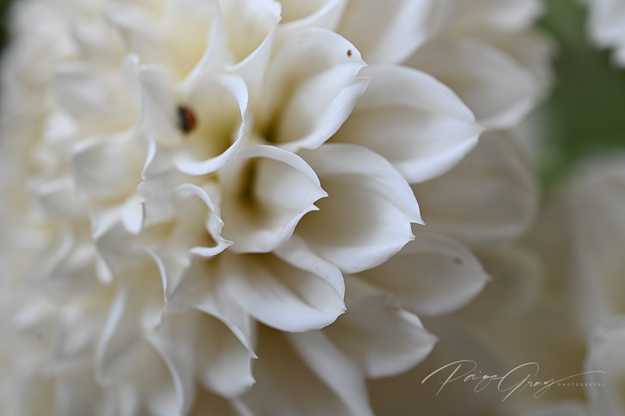 Gwyngana Dahlias