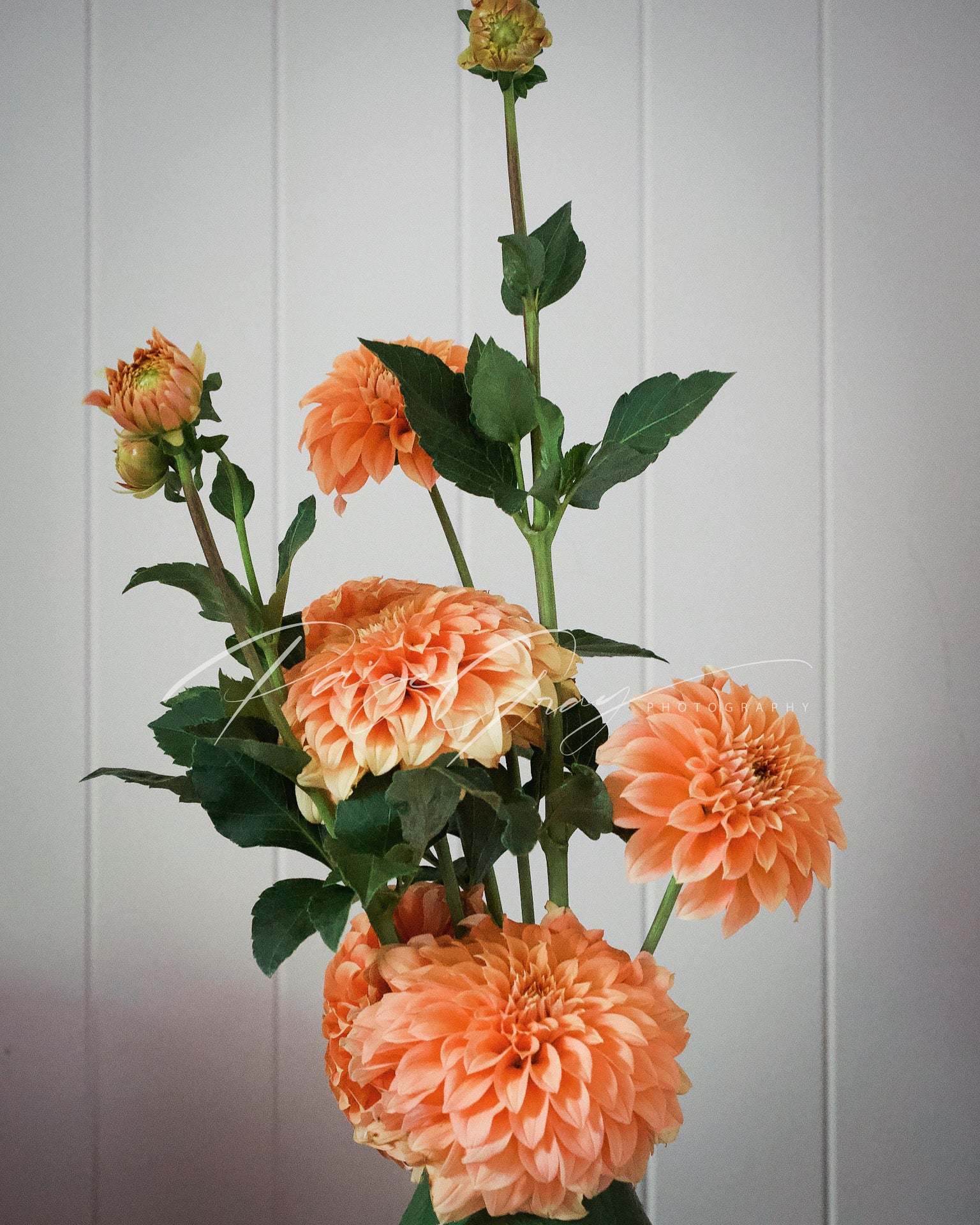 Gwyngana Dahlias