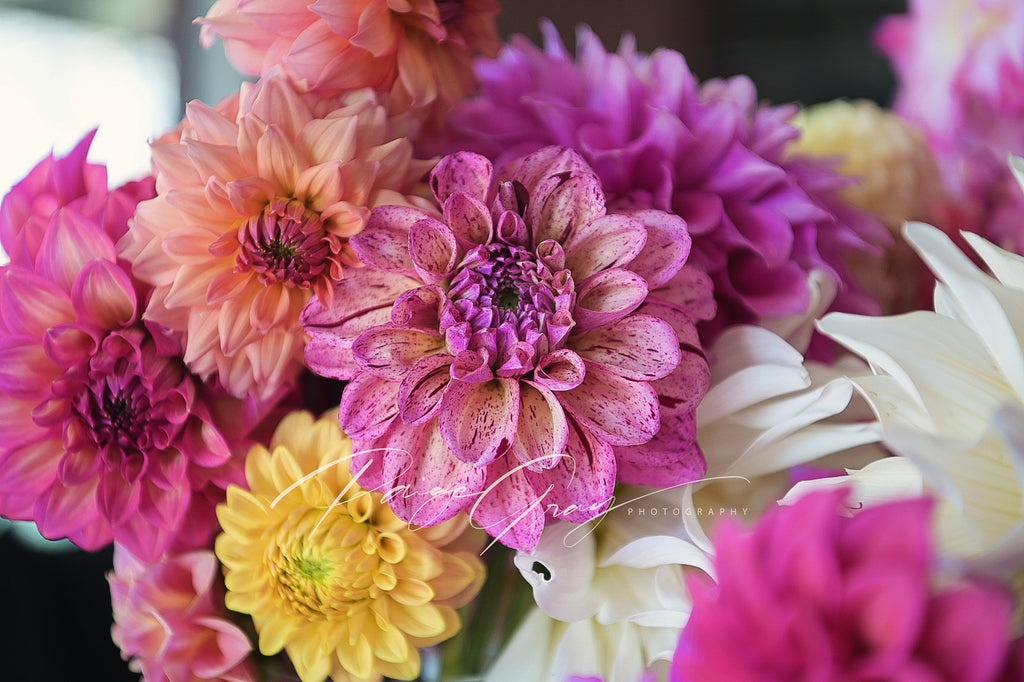 Gwyngana Dahlias
