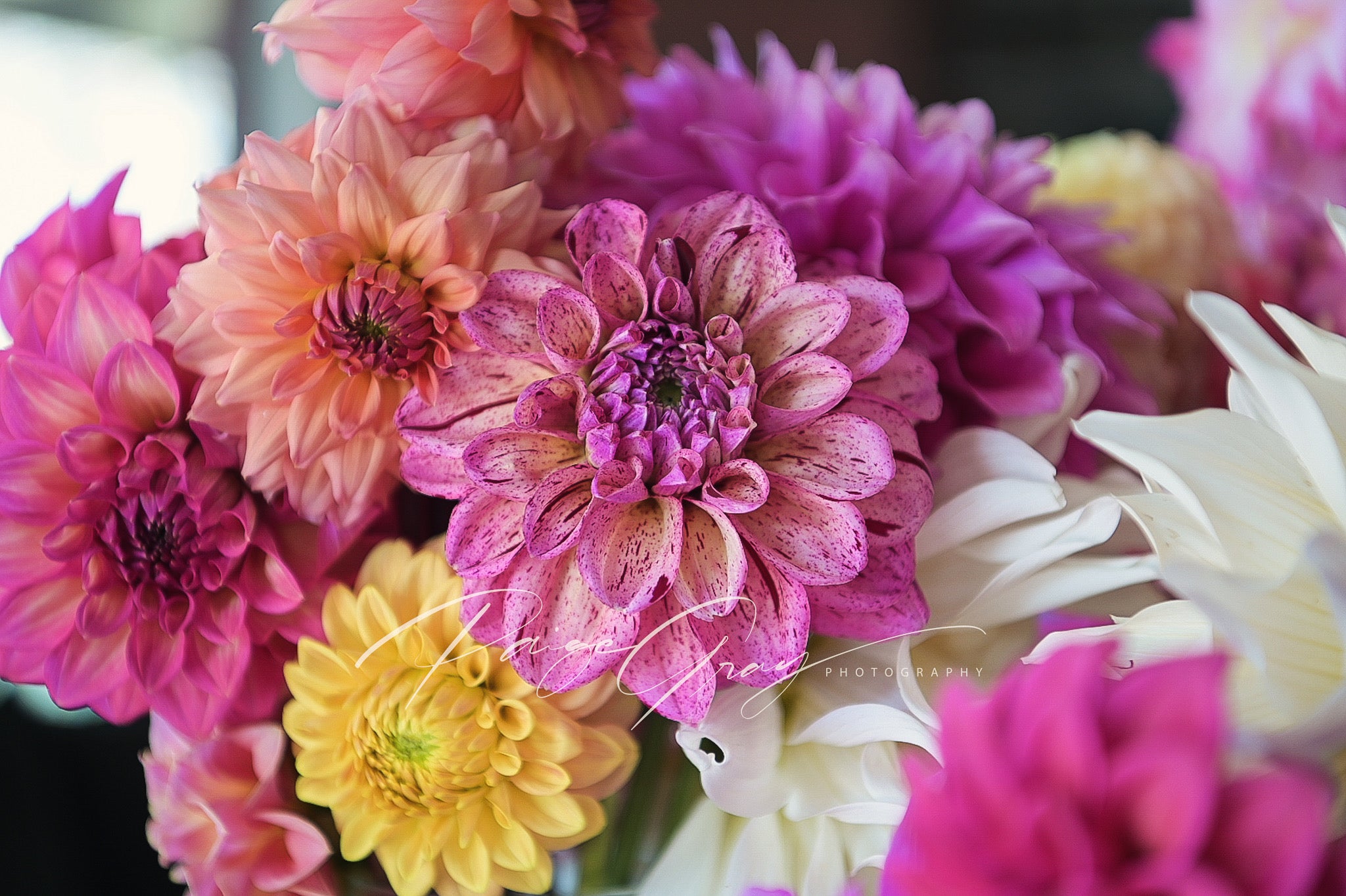 Gwyngana Dahlias