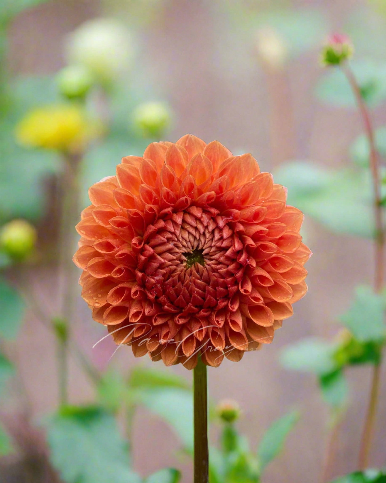 Gwyngana Dahlias