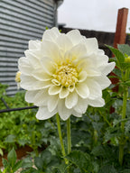 Gwyngana Dahlias
