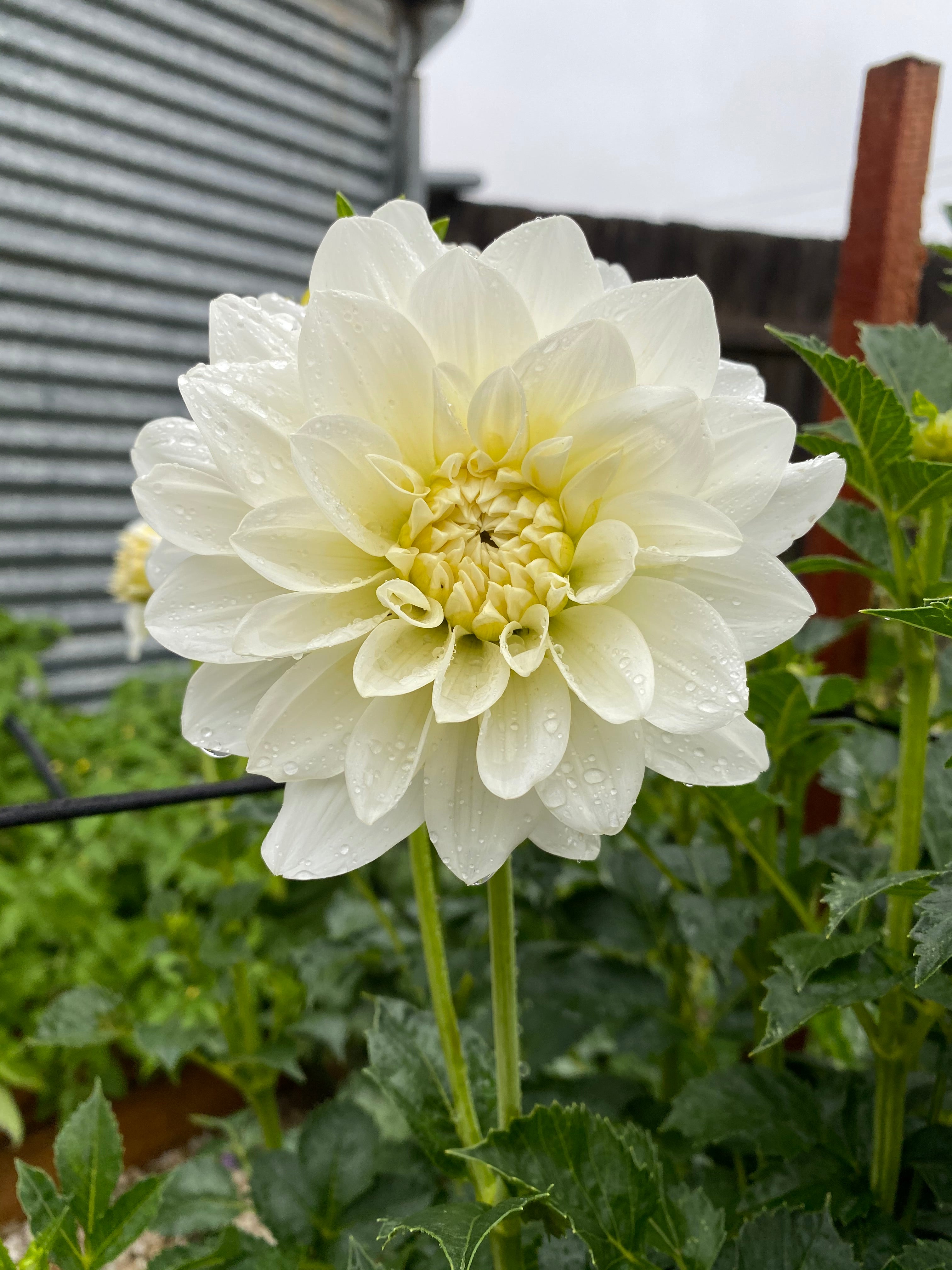 Gwyngana Dahlias