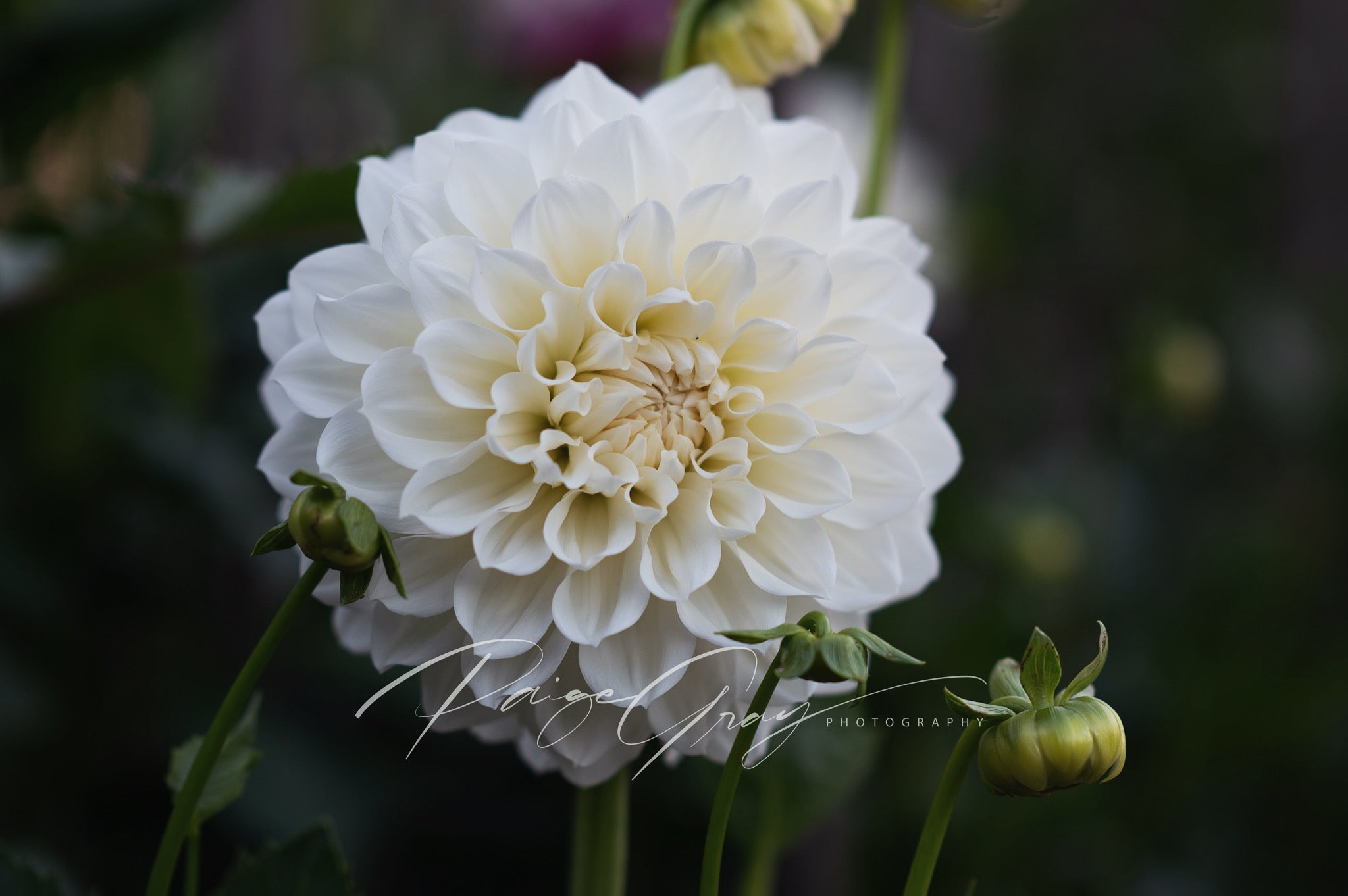 Gwyngana Dahlias