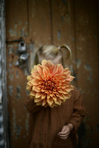Gwyngana Dahlias