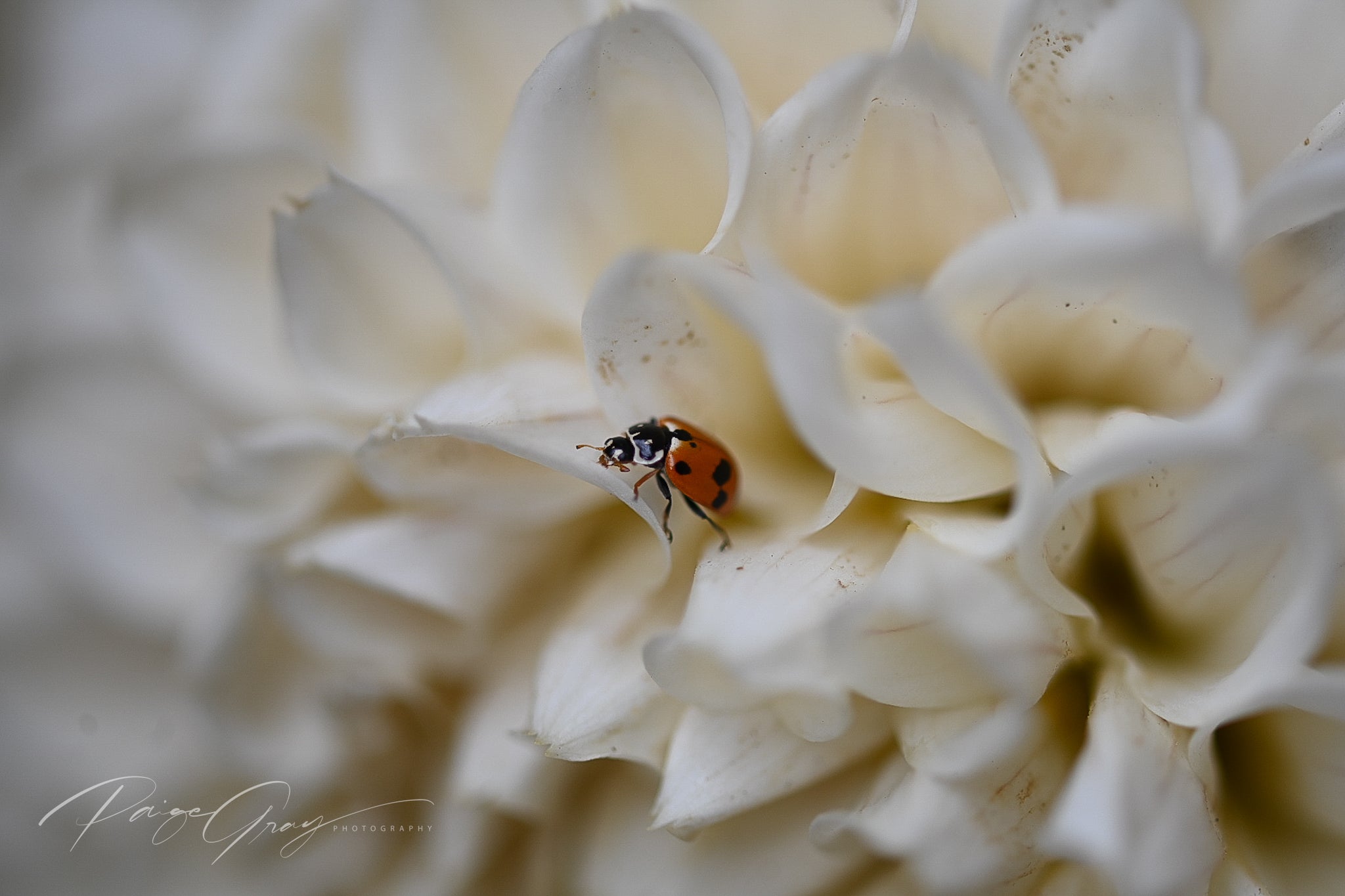 Gwyngana Dahlias