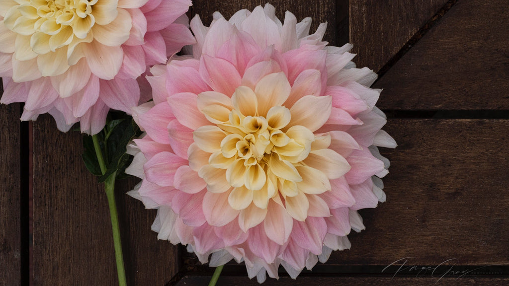 Gwyngana Dahlias