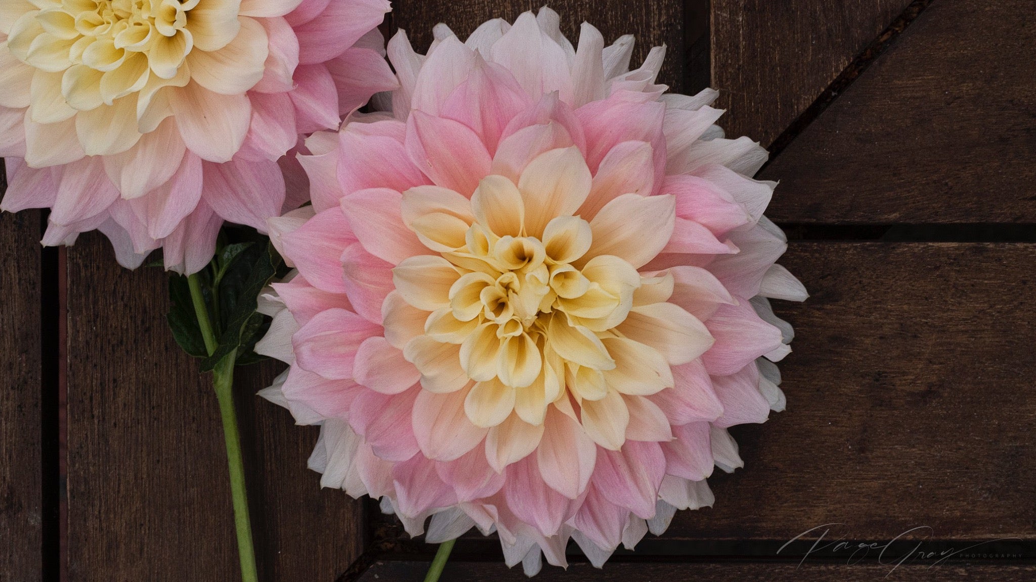 Gwyngana Dahlias