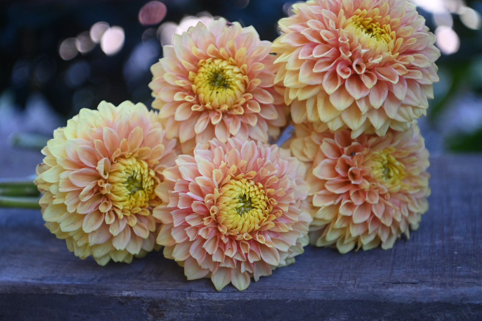 Dahlia seeds - Alf's Random Mix