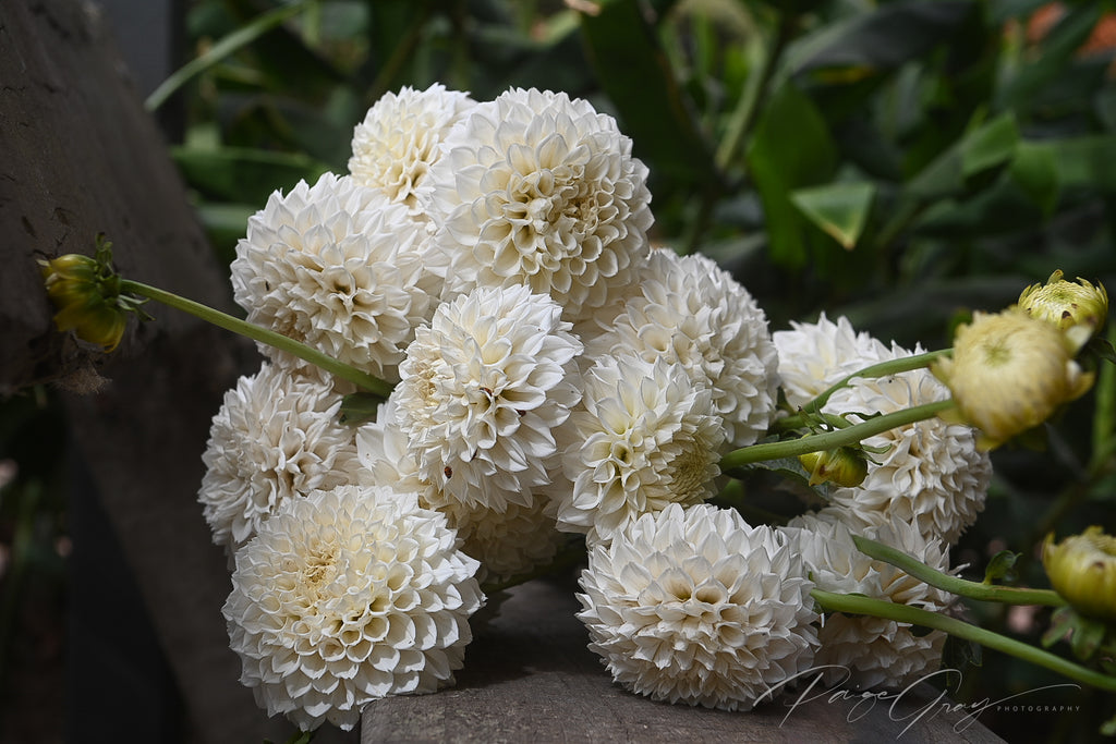 Dahlia seeds - Alf's Seedling Seed