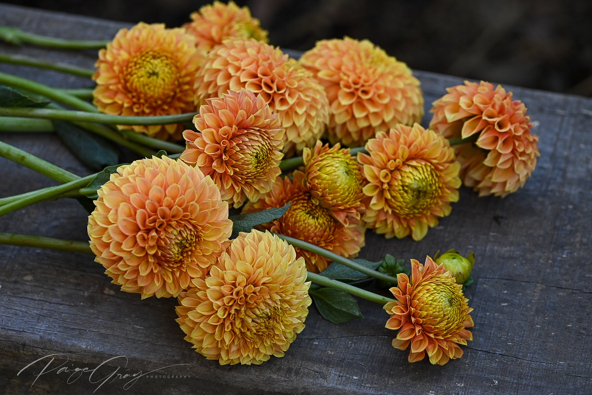 Dahlia seeds - Alf's Random Mix
