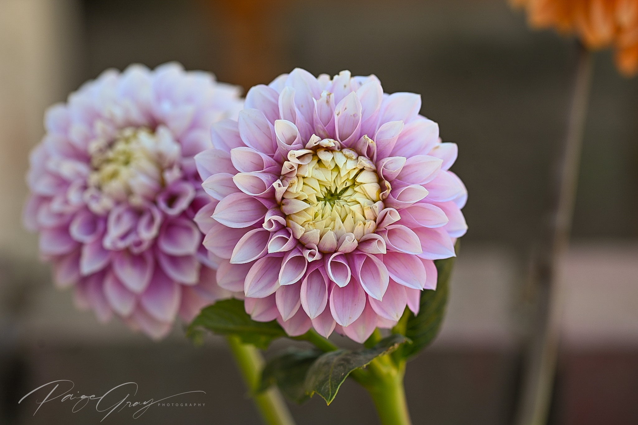 Dahlia seeds - Alf's Random Mix