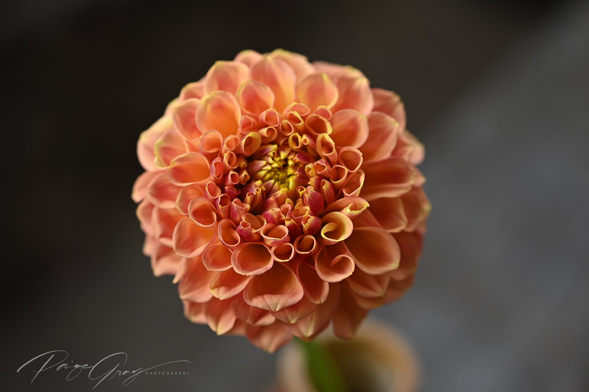 Dahlia seeds - Alf's Random Mix