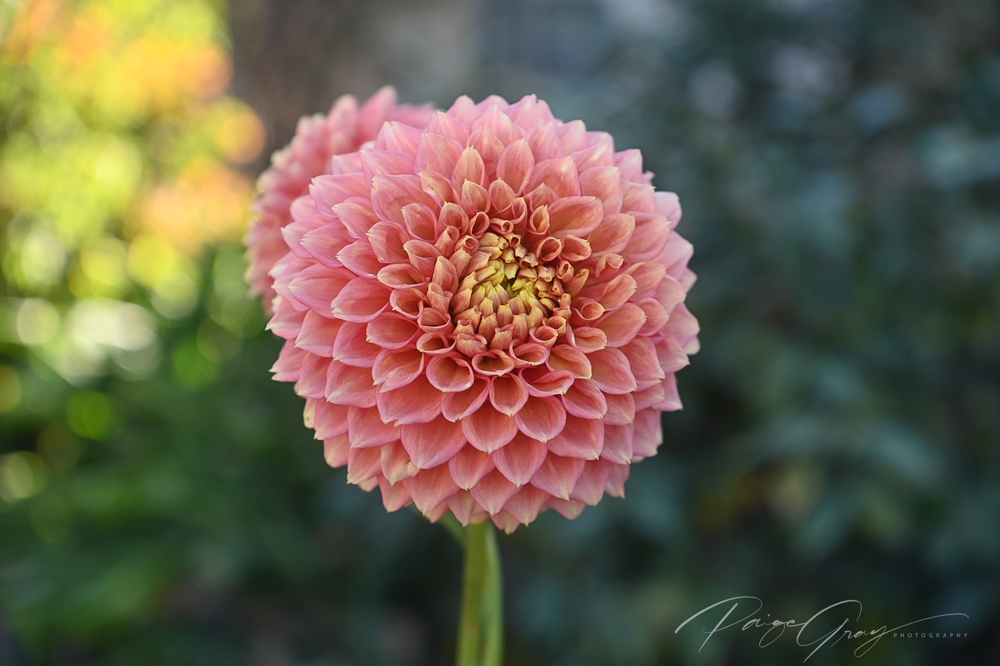 Dahlia seeds - Alf's Random Mix