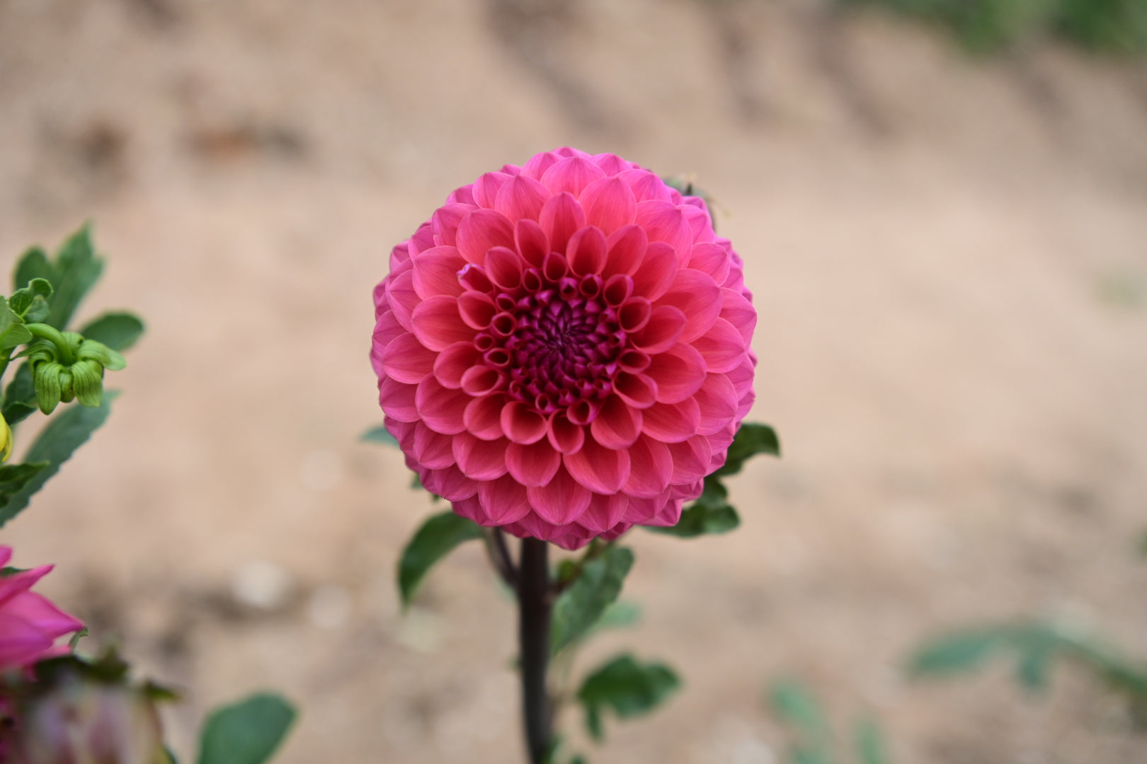 Gwyngana Dahlias
