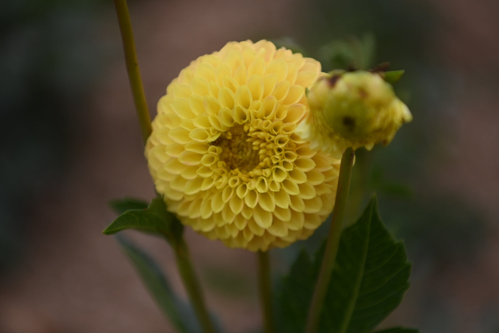 Gwyngana Dahlias