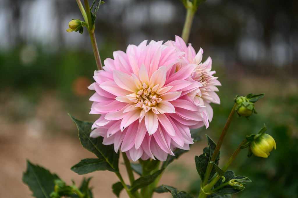 Gwyngana Dahlias