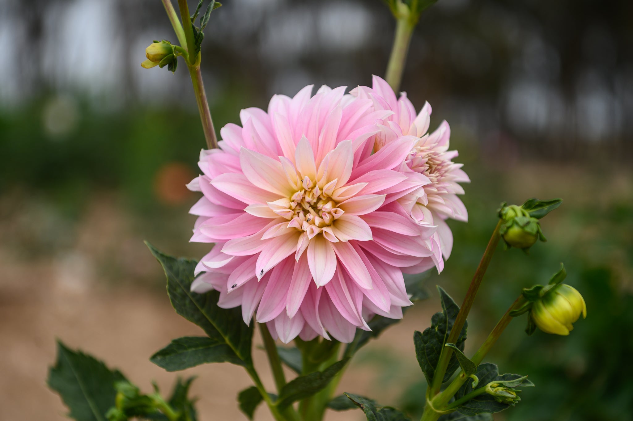 Gwyngana Dahlias