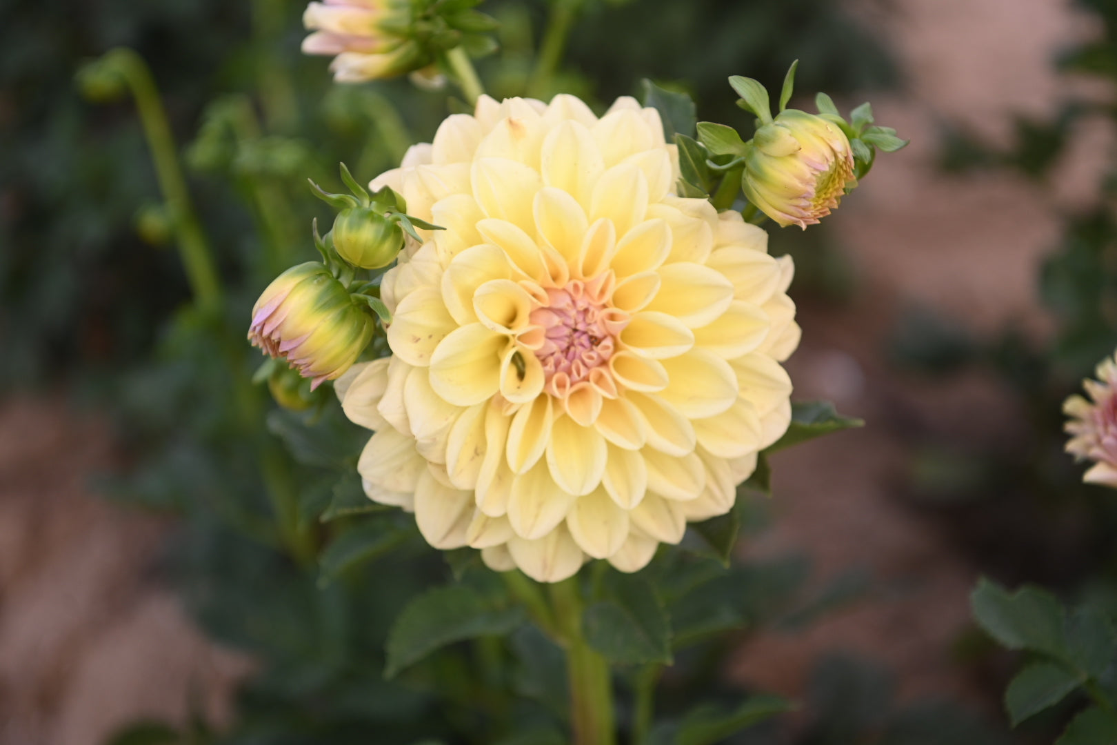 Gwyngana Dahlias
