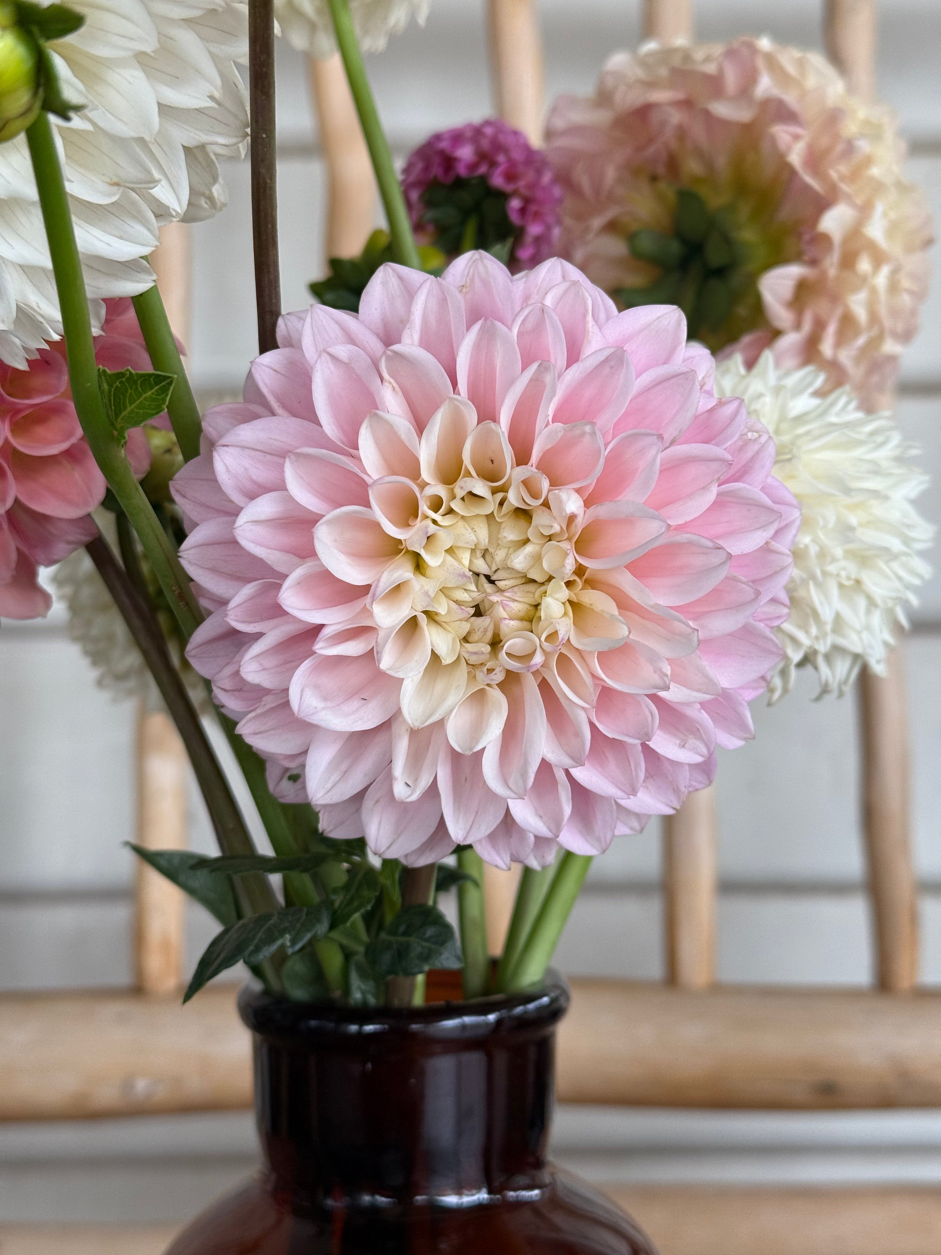 Gwyngana Dahlias