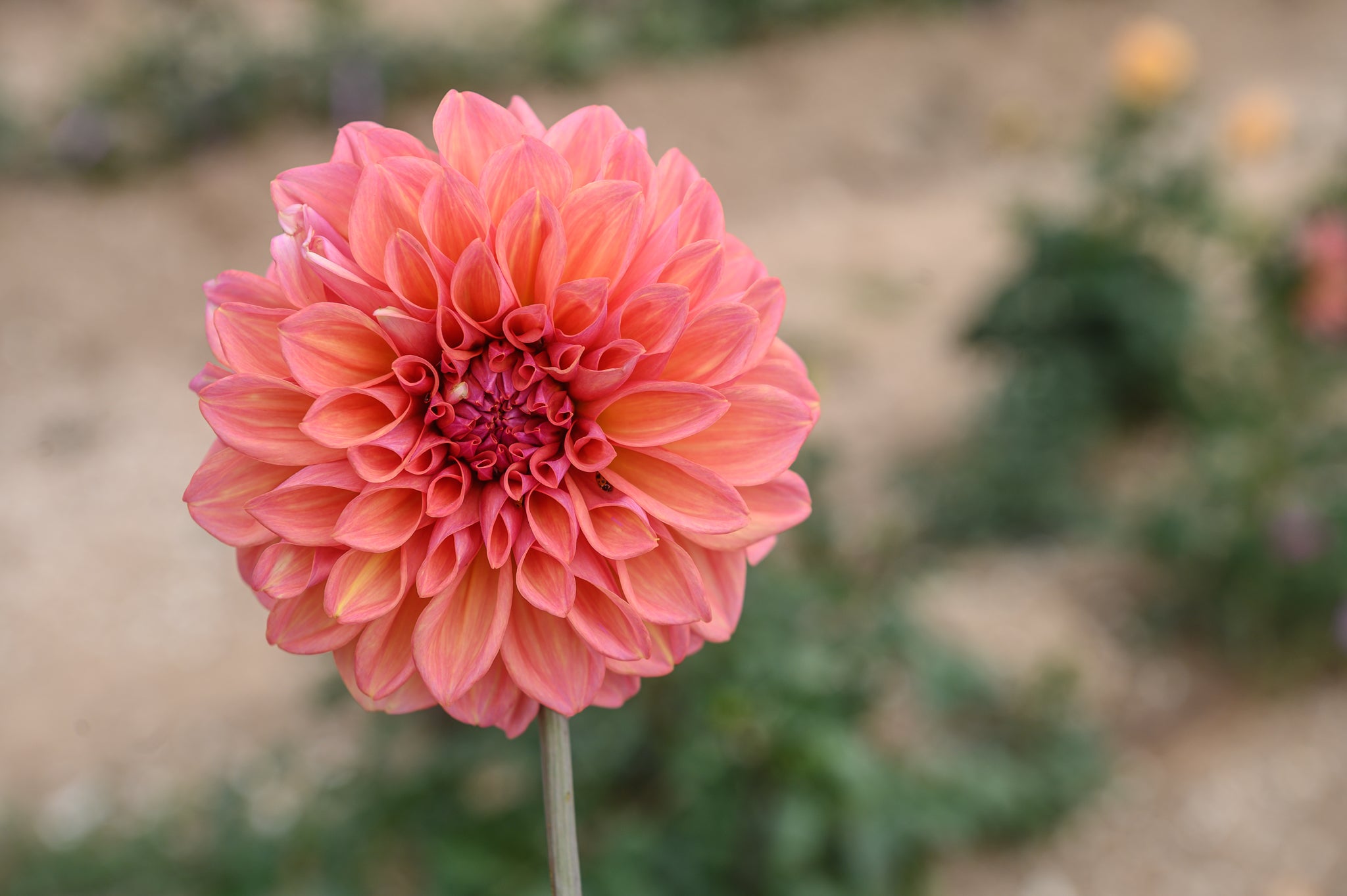 Gwyngana Dahlias