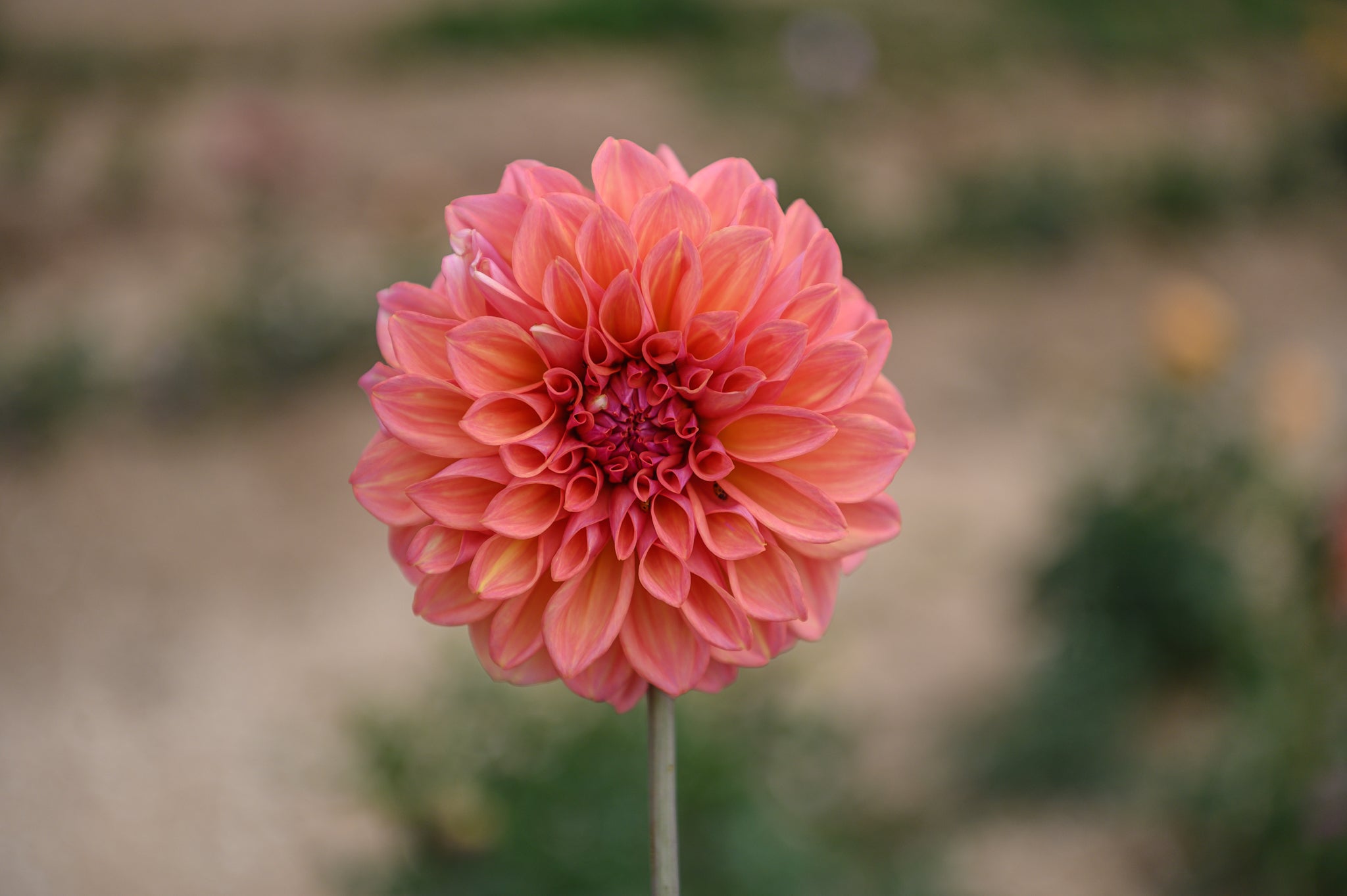 Gwyngana Dahlias