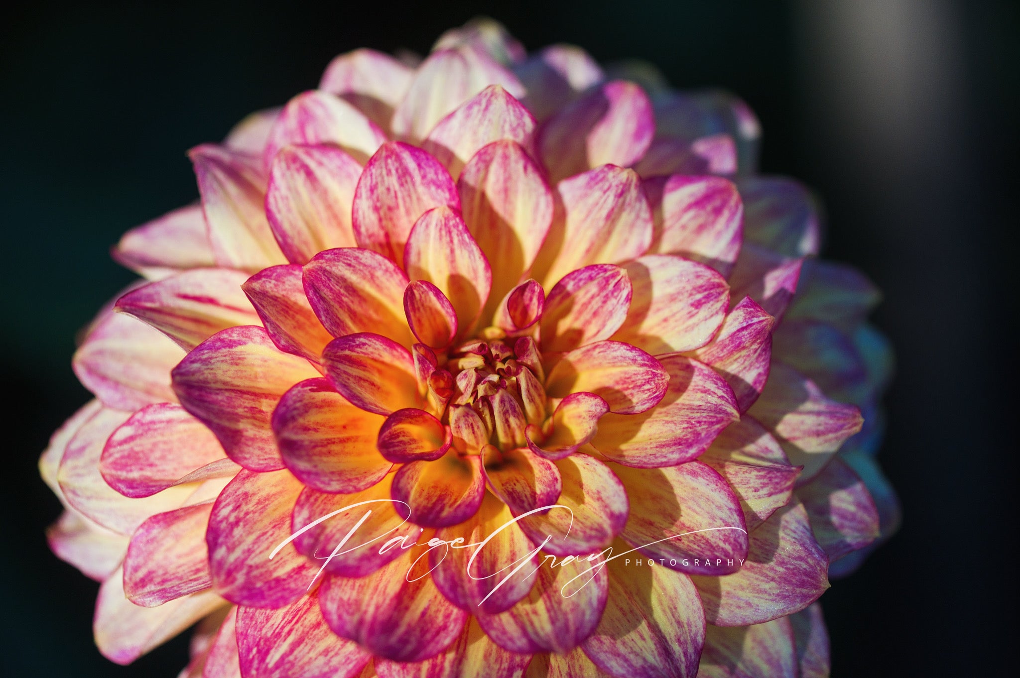 Gwyngana Dahlias