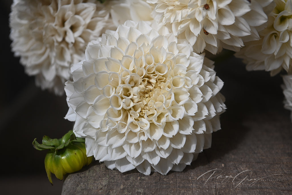 Gwyngana Dahlias