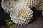 Gwyngana Dahlias