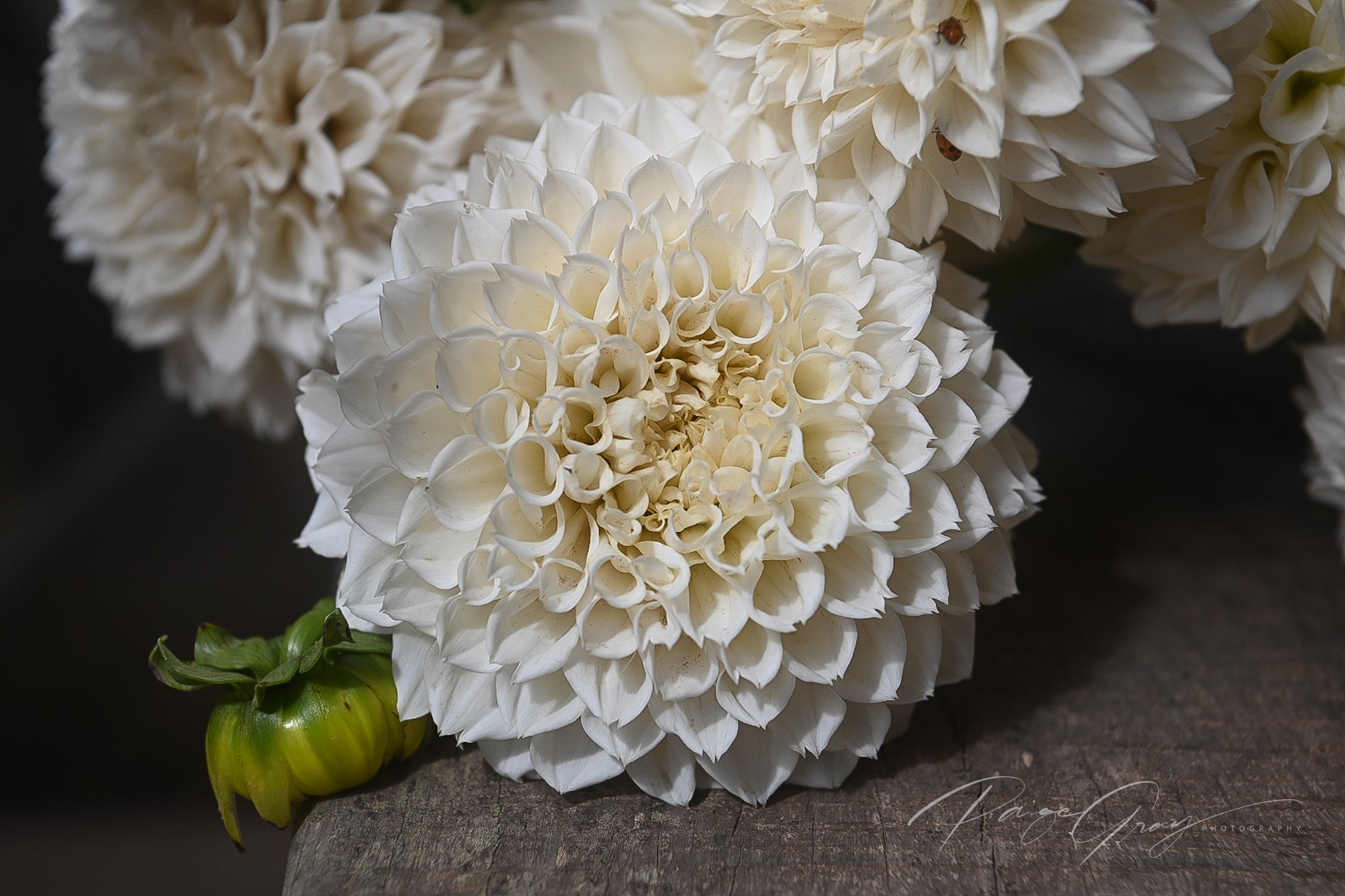 Gwyngana Dahlias