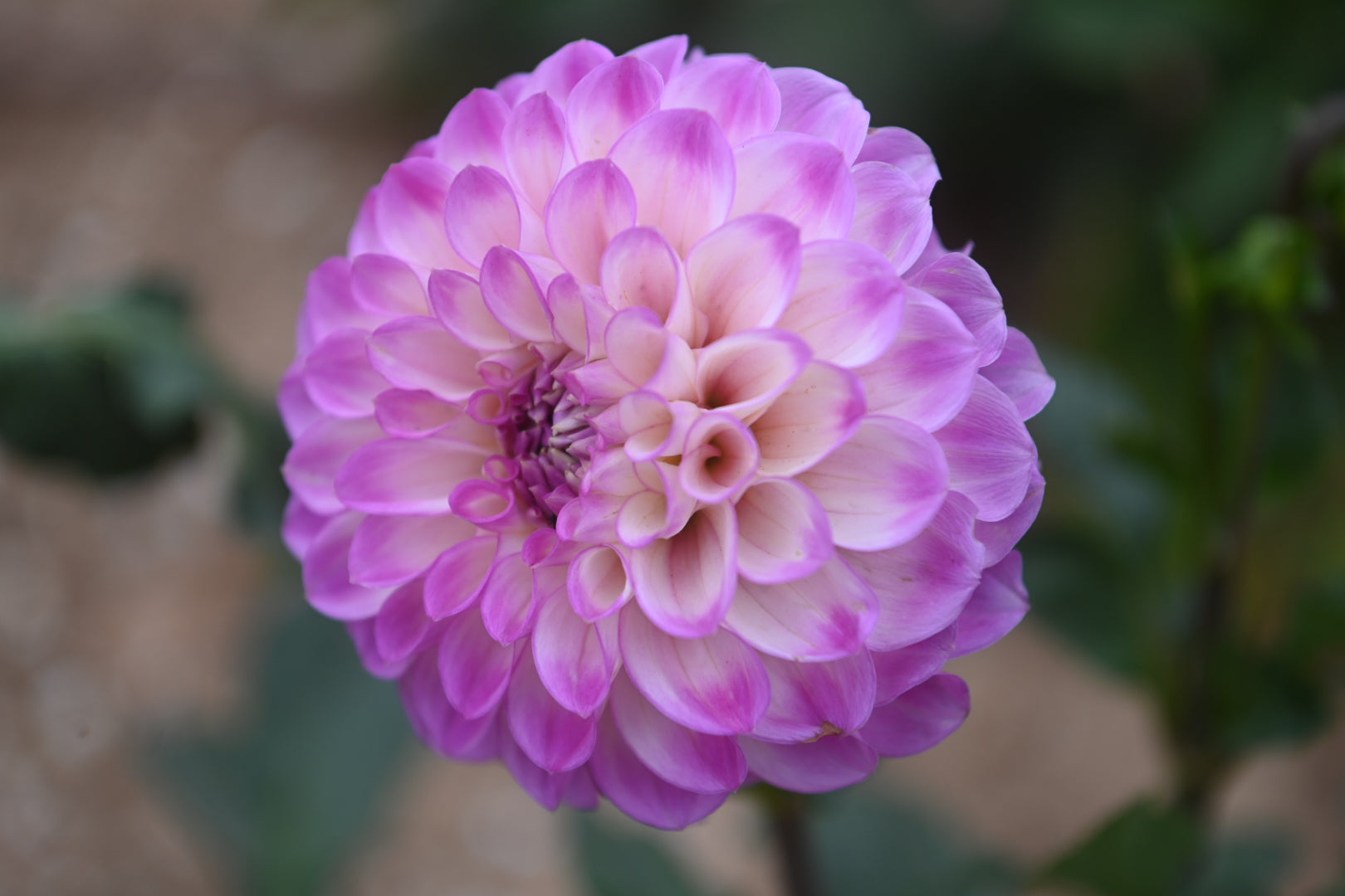 Gwyngana Dahlias