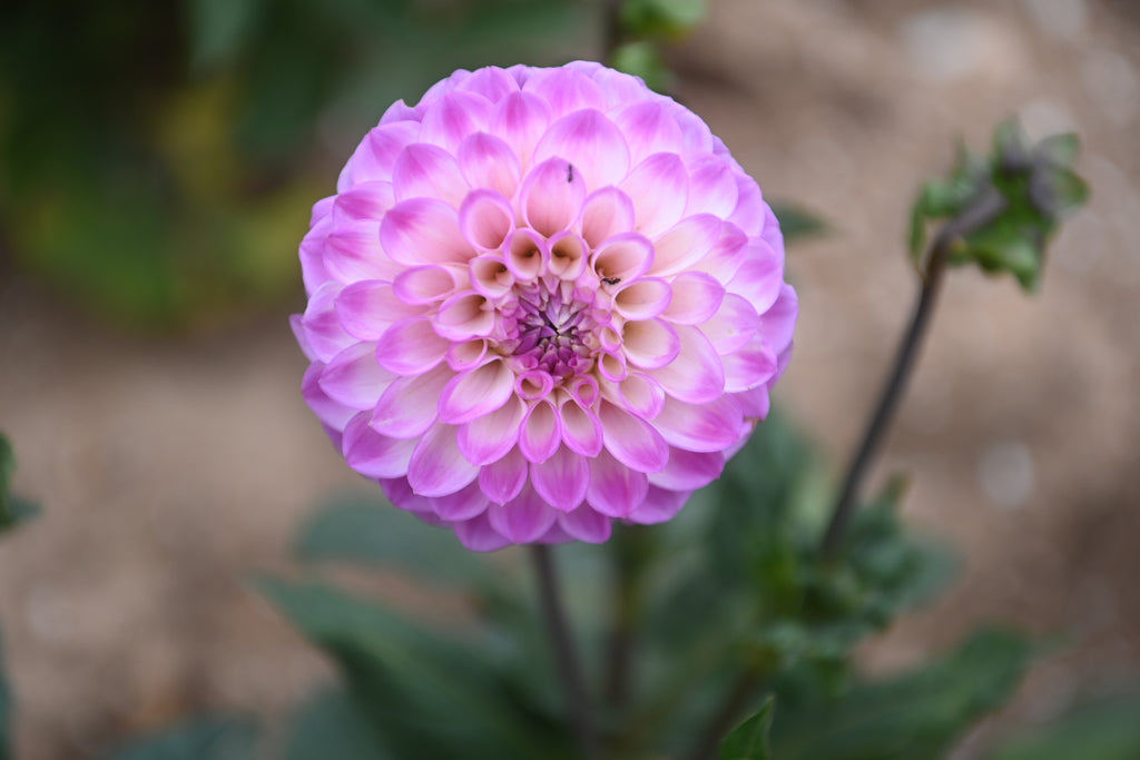 Gwyngana Dahlias